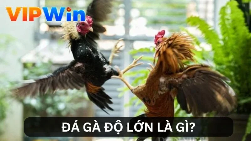 Tìm hiểu đá gà độ lớn