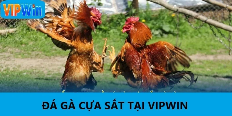 Đá gà cựa sắt đầy kịch tính