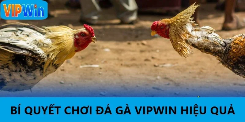 Mẹo chơi luôn thắng tại đá gà VIPWIN