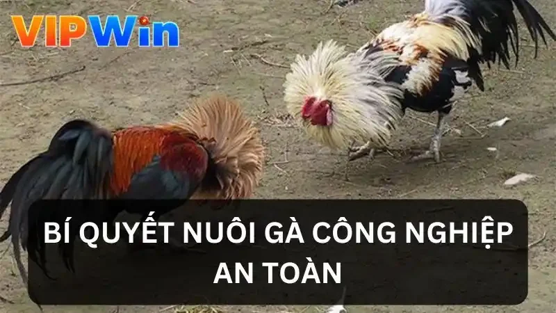 Bí quyết nuôi gà công nghiệp