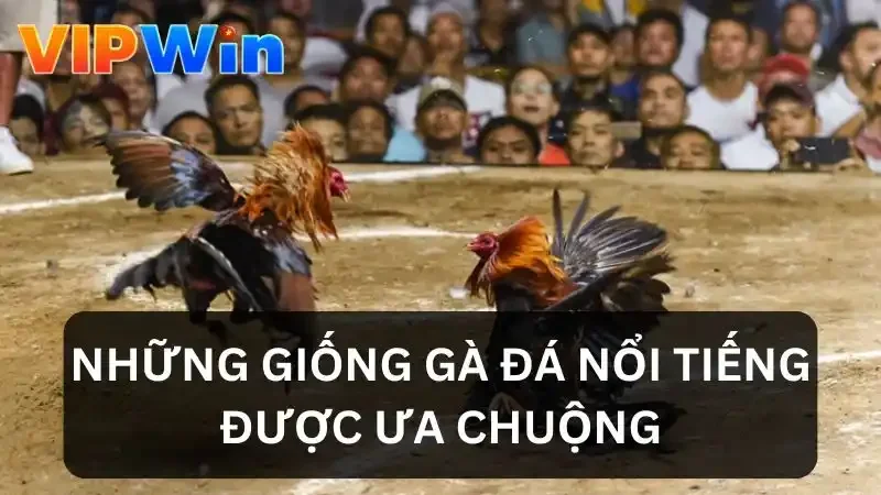 Những giống gà được ưa chuộng