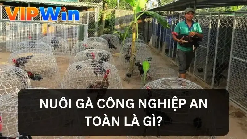 Tìm hiểu về nuôi gà công nghiệp an toàn 