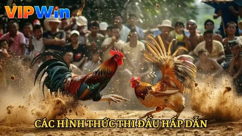 Hình thức thi đấu hấp dẫn tại Ws168 đá gà